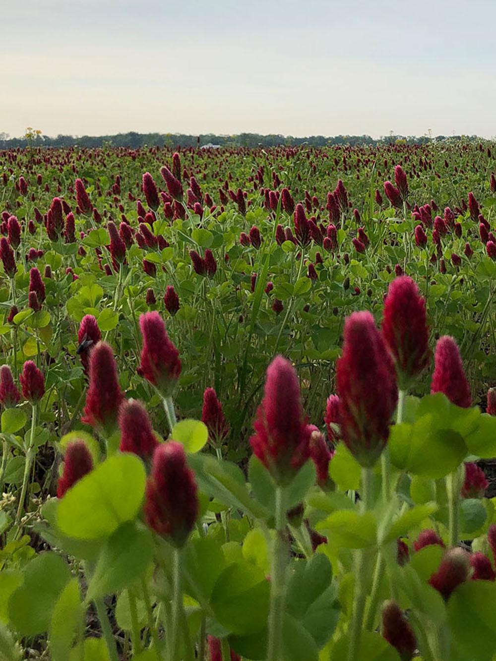 Crimson Clover